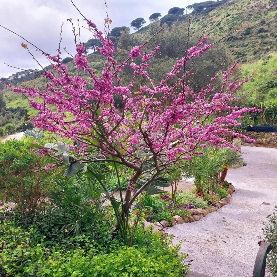 Villetta Dei Fichi D'India Rio dellʼElba 外观 照片