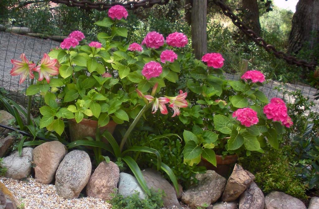 Villetta Dei Fichi D'India Rio dellʼElba 客房 照片